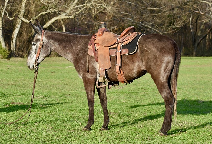Grey Molly mule, Logsdon mules L6 mules of Oklahoma triangle horse sale saddle mule
