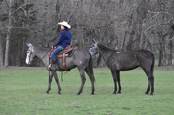 Grey Molly mule, Logsdon mules L6 mules of Oklahoma triangle horse sale saddle mule