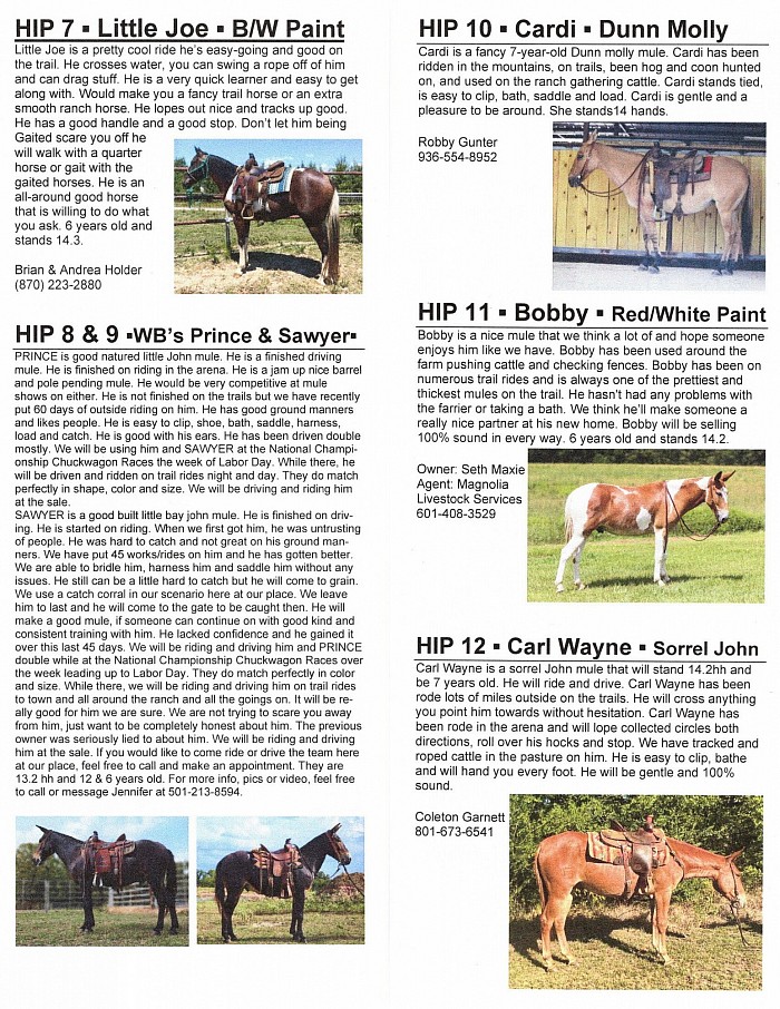 Oklahoma Mule Sale Fall 2022 Catalog