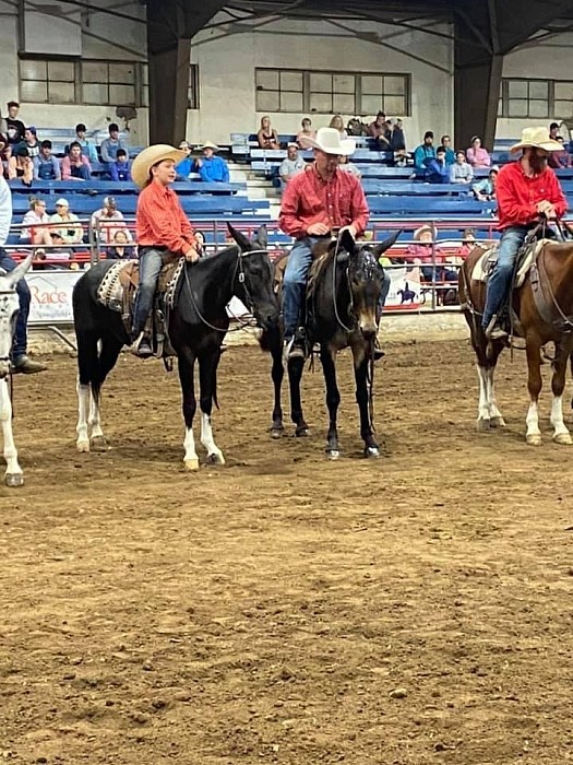 Racing mules hotsell for sale