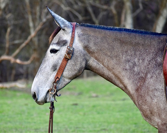 Mules For Sale