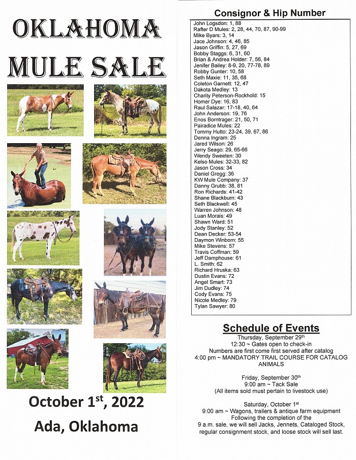 oklahoma mule sale mules of oklahoma september oklahoma mule sale october mule sale mules donkeys horses for sale donkeys for sale mules for sale
