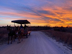 Evening ride with mule team