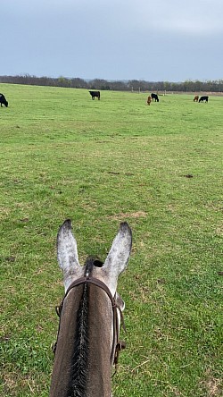 Lilly checking out the heifers