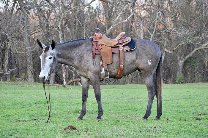 Grey Molly mule, Logsdon mules L6 mules of Oklahoma triangle horse sale saddle mule