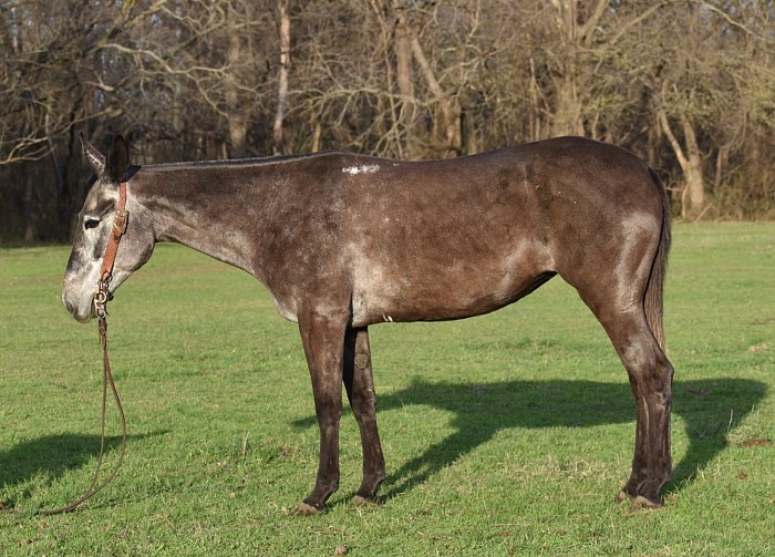 Grey Molly mule, Logsdon mules L6 mules of Oklahoma triangle horse sale saddle mule