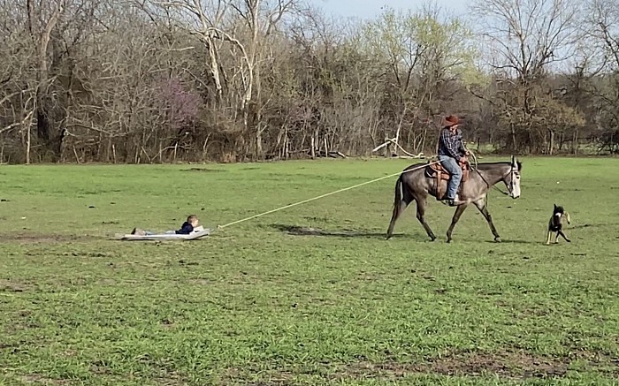 Grey Molly mule, Logsdon mules L6 mules of Oklahoma triangle horse sale saddle mule