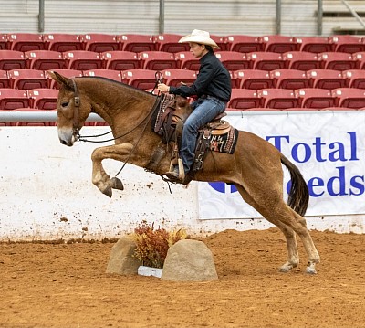 Jake Clark mule days 2025 Logsdon Mules Mules of Oklahoma Best Mule Trainer in the United States saddle mules