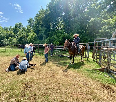 Angelina Jolie Ada Oklahoma mule sale Logsdon mules mules of Oklahoma mules of America quarter horse mules