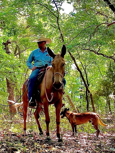 Sam the mule, Samuel, SAMule, Logsdon ranch, Logsdon mules, Ada Oklahoma mule sale, mules of Oklahoma, mules for sale in Oklahoma, wagon mules for sale, mules of Colorado, Jake Clark mule days, chrome in the canyon