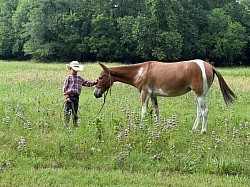Ada Oklahoma mule sale Logsdon mules mules of Oklahoma mules of Colorado quarter horse mules for sale in Oklahoma