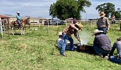 Ada Oklahoma mule sale Logsdon mules mules of Oklahoma mules of Colorado quarter horse mules for sale in Oklahoma