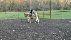 Ada Oklahoma mule sale Logsdon mules mules of Oklahoma mules of Colorado quarter horse mules for sale in Oklahoma