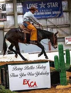 EXCA Logsdon mules Oklahoma mule sale Ada Oklahoma mule sale mules for sale quarter horse for sale