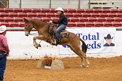 EXCA Logsdon mules Oklahoma mule sale Ada Oklahoma mule sale mules for sale quarter horse for sale