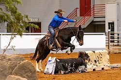 EXCA Logsdon mules Oklahoma mule sale Ada Oklahoma mule sale mules for sale quarter horse for sale