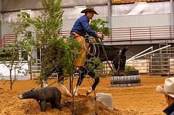 EXCA Logsdon mules Oklahoma mule sale Ada Oklahoma mule sale mules for sale quarter horse for sale