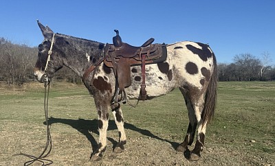 Three Bears mountain mule