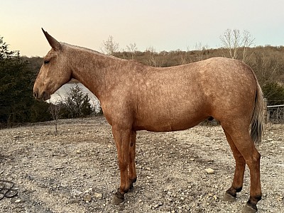 Sam the mountain mule