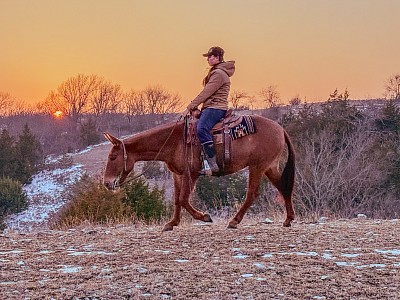 Mules of Oklahoma Rockin O Mules