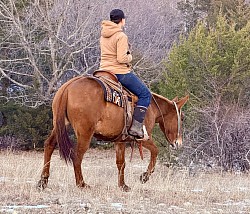 Rockin o mule of oklahoma
