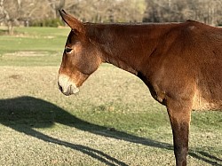 Ada Oklahoma mule sale huzzah valley mule days Jake Clark mule days