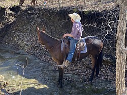 Ada Oklahoma mule sale huzzah valley mule days Jake Clark mule days