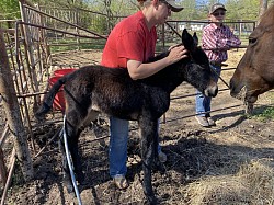 Ada Oklahoma mule sale huzzah valley mule days Jake Clark mule days