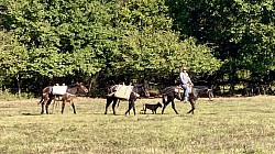 Ada Oklahoma mule sale huzzah valley mule days Jake Clark mule days